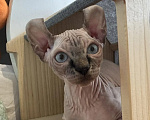 Кошки в Тюмени: купить котёнка канадского сфинкса / эльфа Мальчик, 70 000 руб. - фото 4