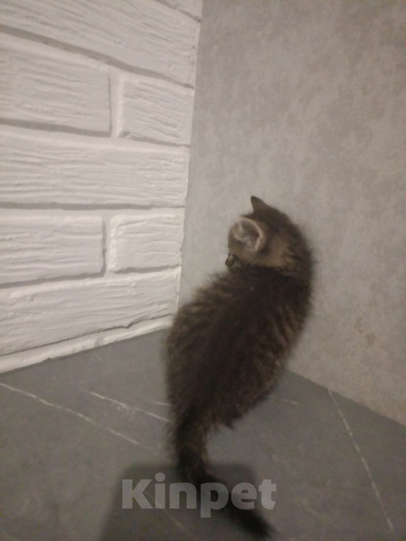 Кошки в Самаре: Котята в добрые руки Девочка, Бесплатно - фото 4