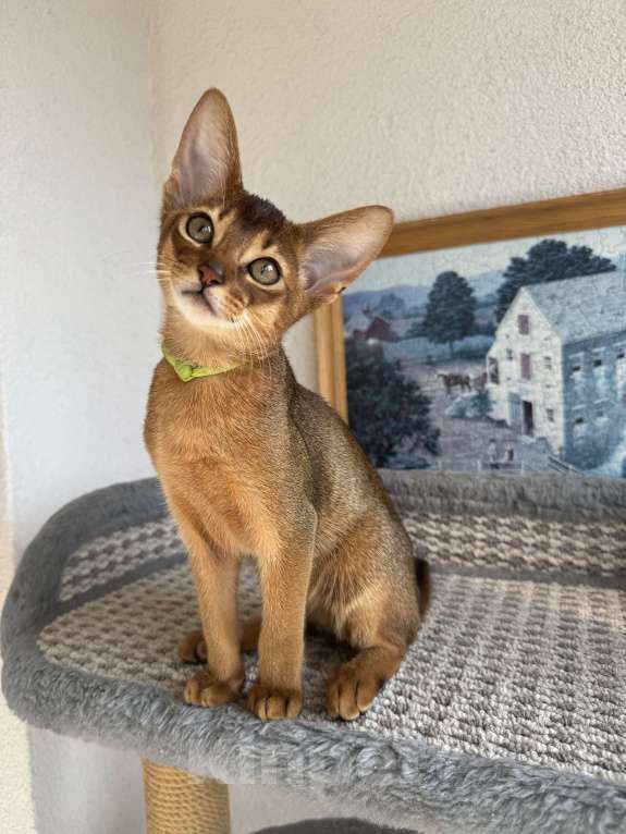 Кошки в Санкт-Петербурге: Абиссинский котенок с документами, мальчик  Мальчик, 35 000 руб. - фото 2