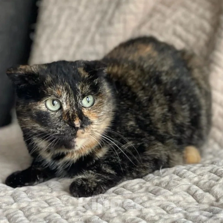 Кошки в Москве: Вислоухую кошечку выкинули хозяева Девочка, Бесплатно - фото 4