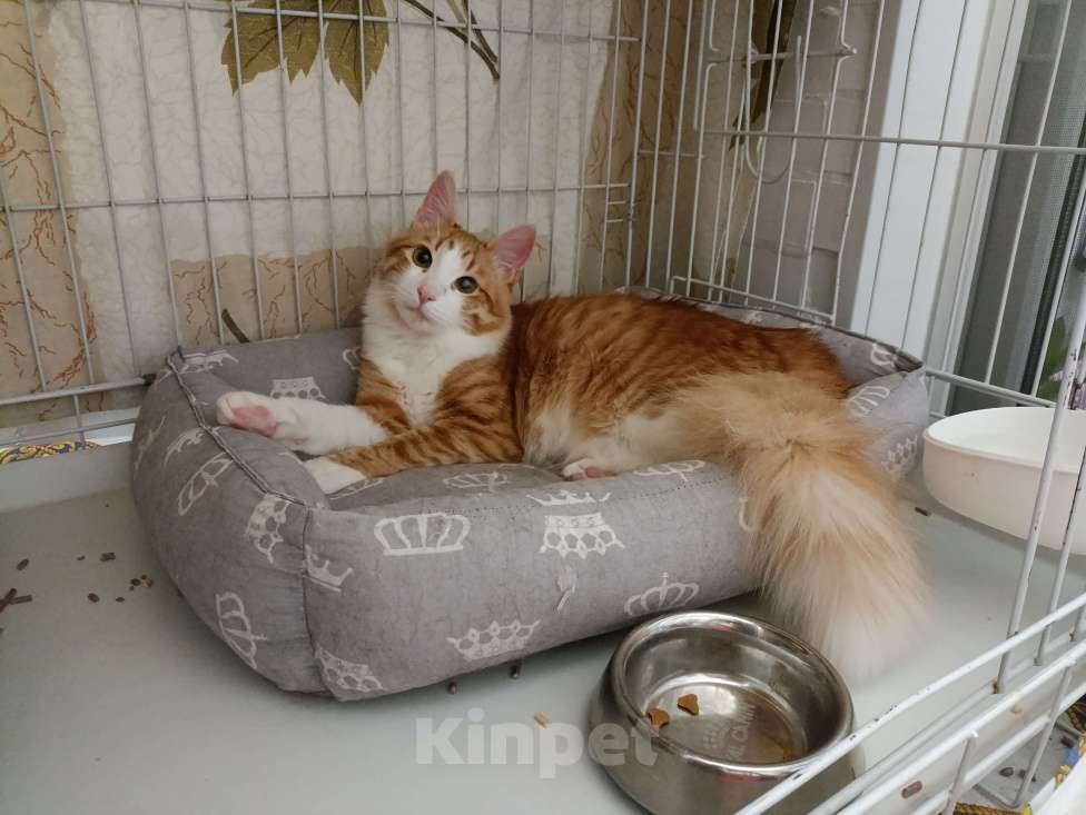 Кошки в Москве: Симба Мальчик, Бесплатно - фото 4