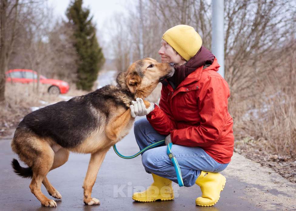 Собаки в Москве: Пёсик без одной лапки в добрые руки Мальчик, Бесплатно - фото 6
