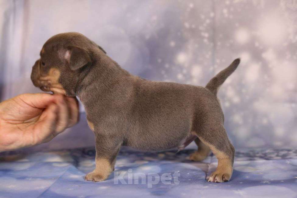 Собаки в Всеволожске: ММ ДАВИД КЬЯНТИ Мальчик, Бесплатно - фото 4