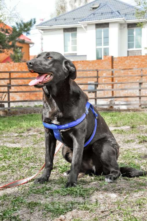 Собаки в Истре: Красотка Энджи собака в добрые руки Девочка, Бесплатно - фото 2