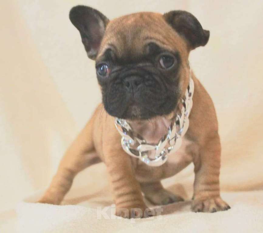 Собаки в Москве: Щенки французики Девочка, 130 000 руб. - фото 1