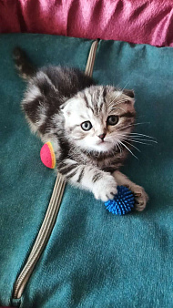 Котик Тимоти