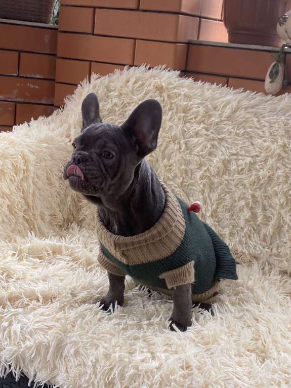 Собаки в Новошахтинске: Щенки французского бульдога Девочка, 80 000 руб. - фото 2