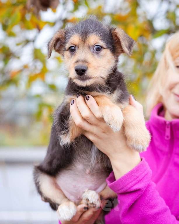 Собаки в Москве: Маленький щенок в добрые  руки Мальчик, Бесплатно - фото 3