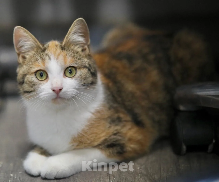 Кошки в Москве: Котенок в добрые руки Девочка, Бесплатно - фото 5