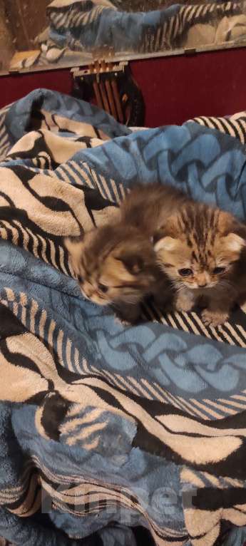 Кошки в Калуге: Шоотландские вислоухиие Девочка, 4 000 руб. - фото 4