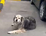 Собаки в Казани: Пропала Шурка Девочка, Бесплатно - фото 1