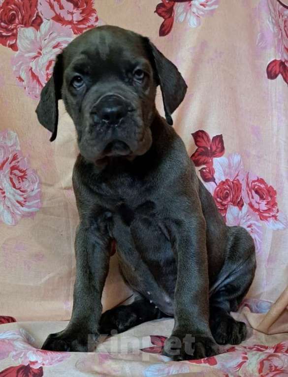 Собаки в других городах Московской области: Серая ласковая малышка Девочка, 40 000 руб. - фото 2