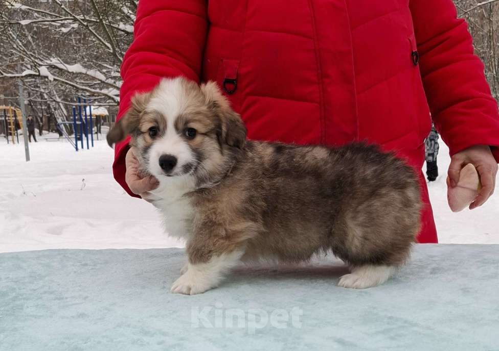 Собаки в Москве: Лауринь Мальчик, 60 000 руб. - фото 5