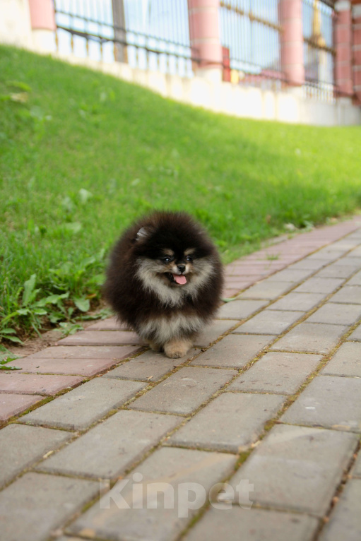 Собаки в Набережных Челнах: Шпиц щенок девочка в типе мишка Девочка, 135 000 руб. - фото 5