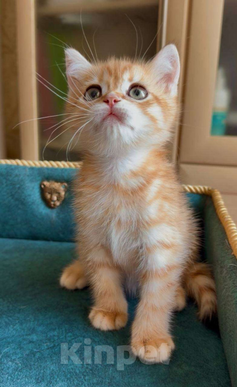 Кошки в Москве: Капучино Мальчик, 60 000 руб. - фото 1