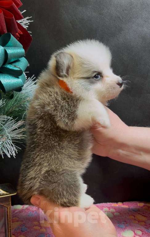 Собаки в Москве: Вельш корги пемброк девочка без хвостика Девочка, 50 000 руб. - фото 3