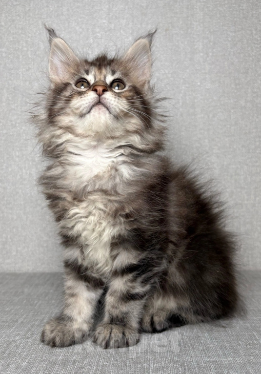 Кошки в Кубинке: Котенок мейн-куна Девочка, Бесплатно - фото 3