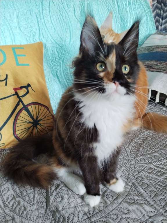 Кошки в Петрозаводске: Котята мейн-кун  Девочка, Бесплатно - фото 10