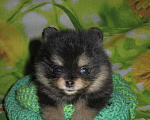 Собаки в Москве: Померанский малыш Мальчик, Бесплатно - фото 1