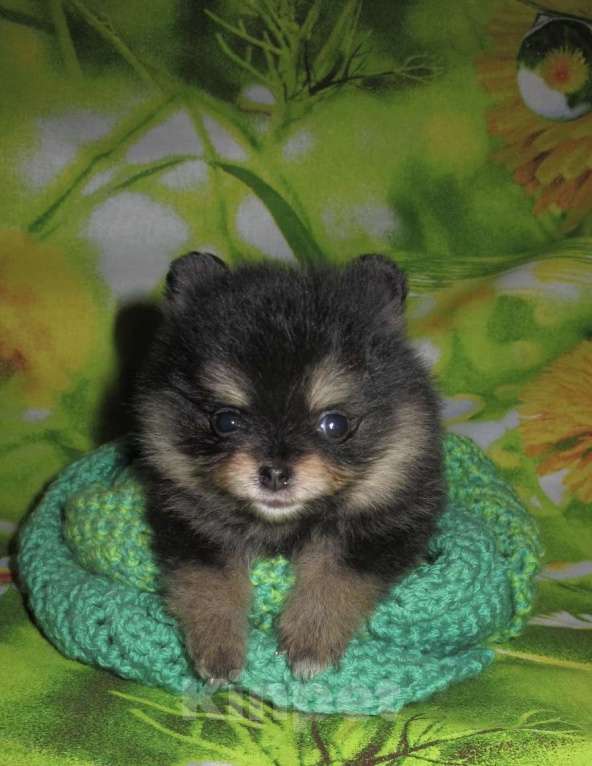 Собаки в Москве: Померанский малыш Мальчик, Бесплатно - фото 1