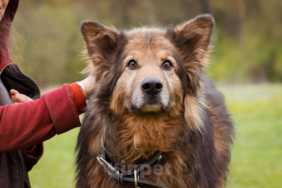 Собаки в Москве: Собака из приюта в добрые руки! Мальчик, Бесплатно - фото 7