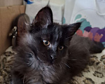 Кошки в Москве: Черный кот Мальчик, 20 000 руб. - фото 2