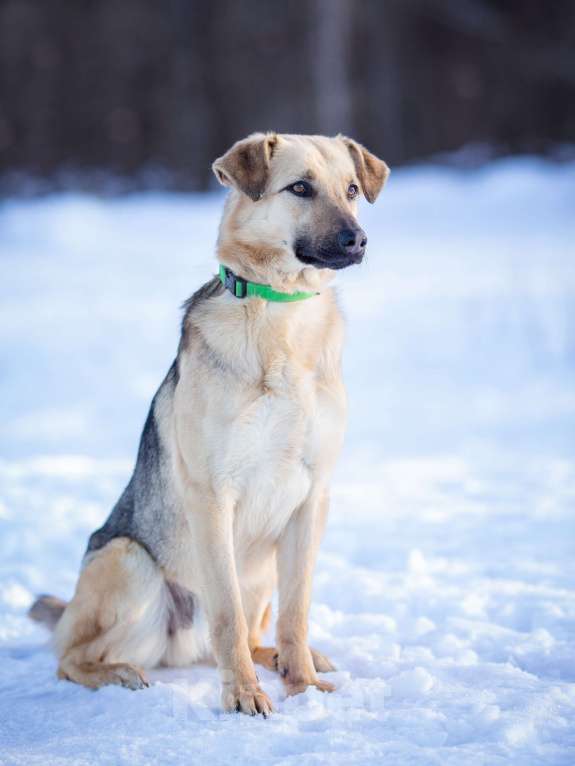 Собаки в Москве: Грей, 2 года в поисках своей семьи Мальчик, Бесплатно - фото 6