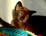Кошки в Москве: Бурманские котята.😽Открыто бронирование!🔥❗️ Мальчик, 100 000 руб. - фото 3