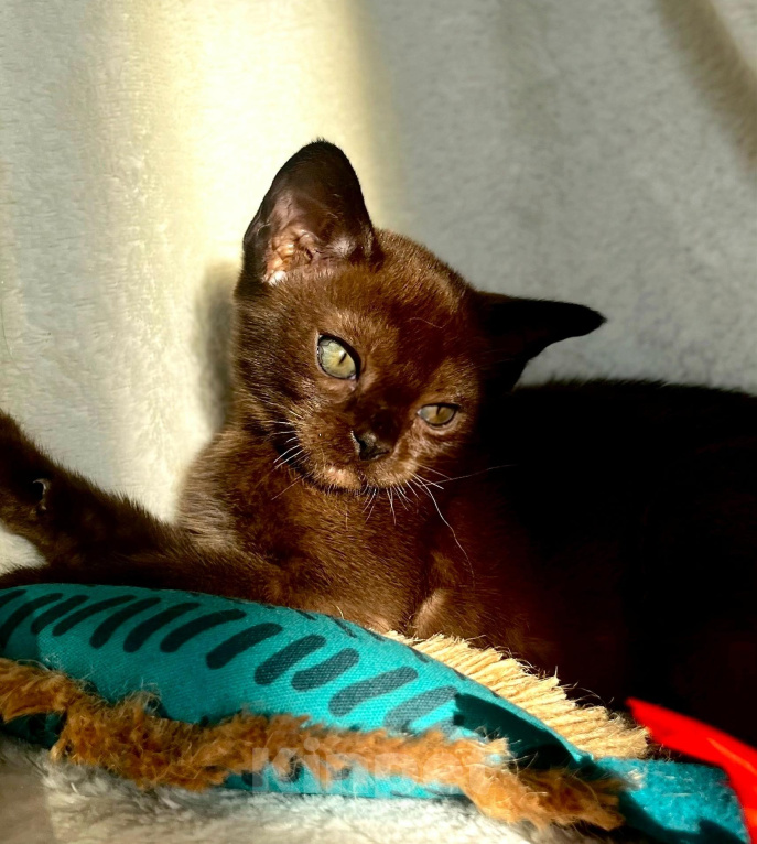 Кошки в Москве: Бурманские котята.😽Открыто бронирование!🔥❗️ Мальчик, 100 000 руб. - фото 3