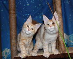 Кошки в Саратове: Кошечки мейн-кун Девочка, 12 000 руб. - фото 3
