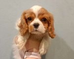 Собаки в Нижнем Новгороде: Щенки кавалер Кинг Чарльз спаниеля в любимцы Мальчик, 70 000 руб. - фото 5