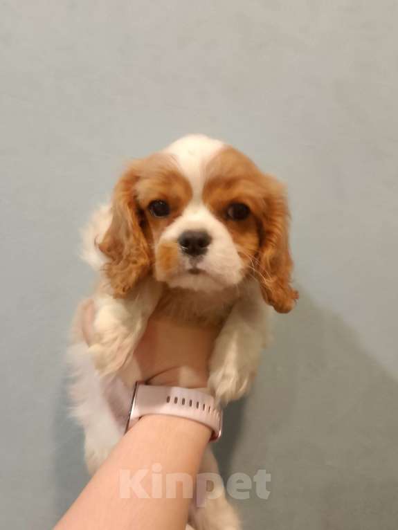 Собаки в Нижнем Новгороде: Щенки кавалер Кинг Чарльз спаниеля в любимцы Мальчик, 70 000 руб. - фото 5