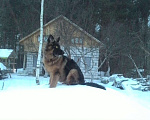 Собаки в Горном-Алтайске: Кобель для вязки Мальчик, 1 руб. - фото 2