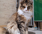 Кошки в Малмыже: Чистокровная кошечка мейн-кун., 20 000 руб. - фото 4