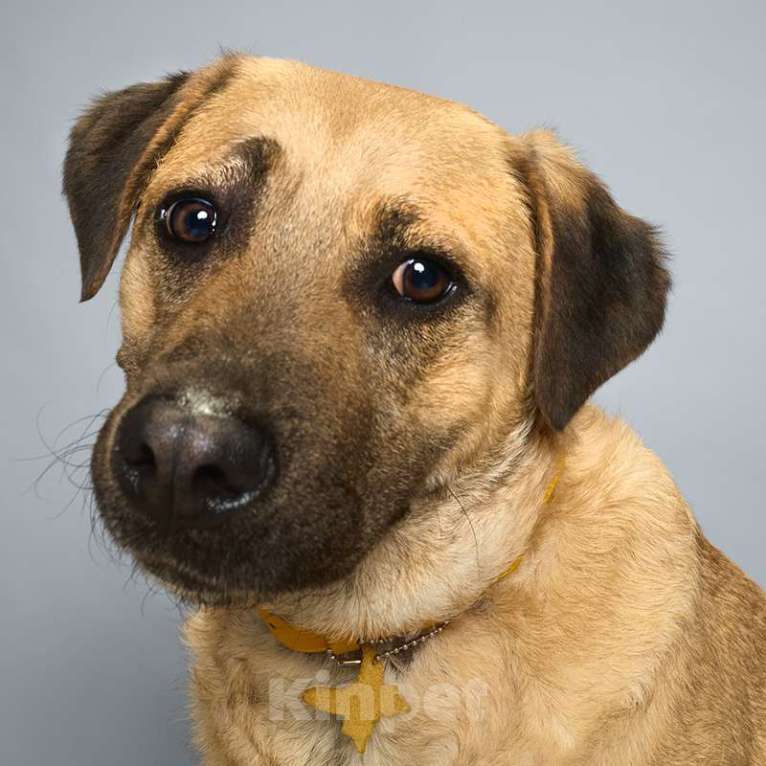 Собаки в Москве: Байкал Мальчик, Бесплатно - фото 4