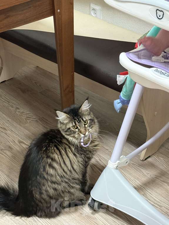 Кошки в Санкт-Петербурге: Котёнок мейн-кун Мальчик, 30 000 руб. - фото 4