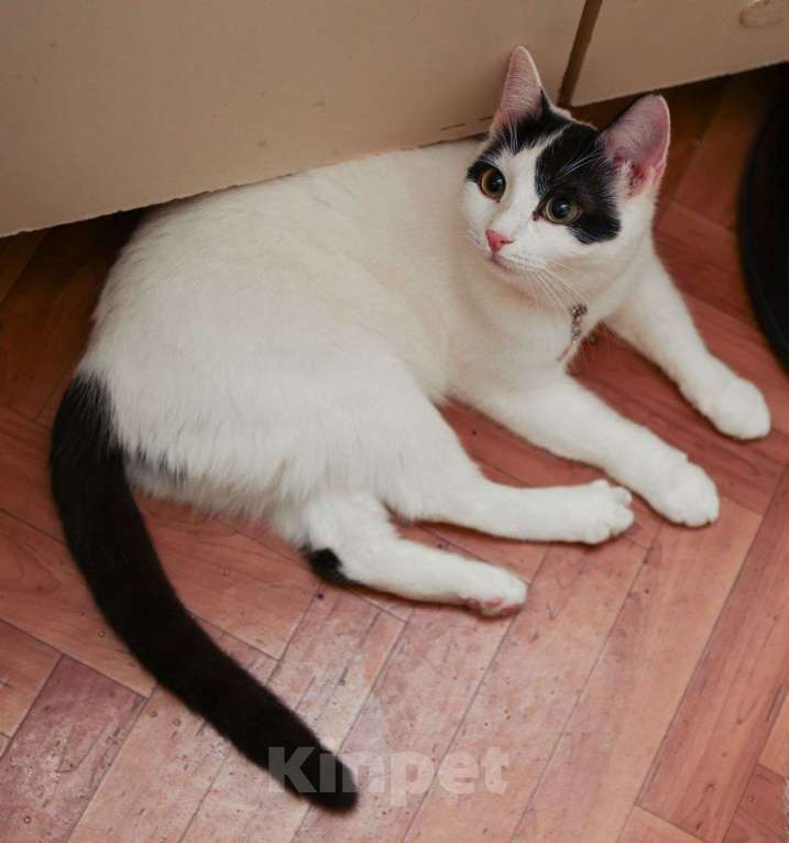 Кошки в Москве: Котёнок-подросток Боня ищет самые добрые руки! Девочка, Бесплатно - фото 3