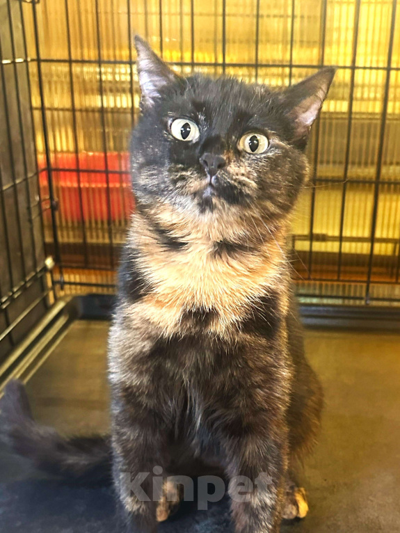 Кошки в Москве: Черепашки - тоже люди! Девочка, Бесплатно - фото 4