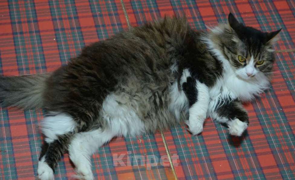 Кошки в Воронеже: Жан -молодой  ласковый котик ищет дом Мальчик, Бесплатно - фото 3