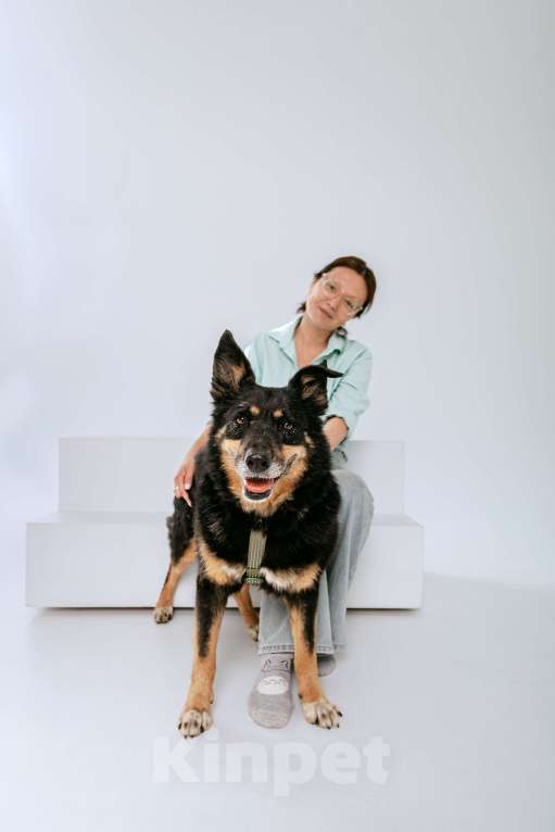 Собаки в Москве: Чудесный Байкал ищет дом Мальчик, Бесплатно - фото 8