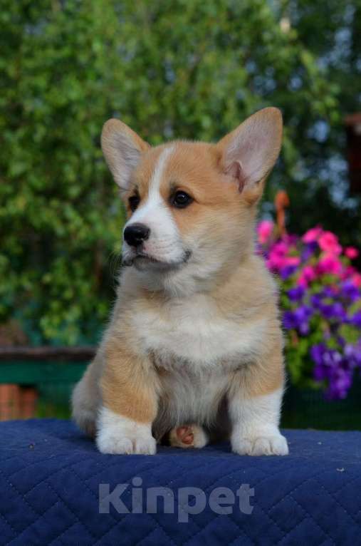 Собаки в Хотьково: кобель вельш корги пемброк Мальчик, 90 000 руб. - фото 2