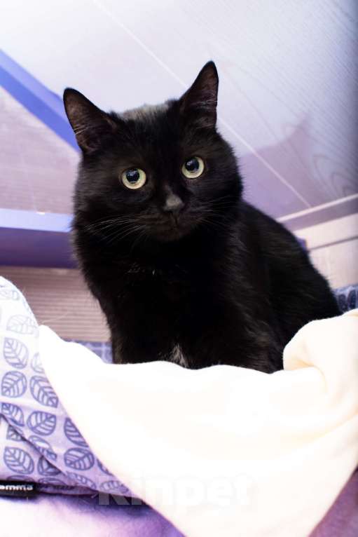 Кошки в Москве: Джоли: тихая кошка с холодной историей Девочка, Бесплатно - фото 4