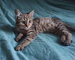 Кошки в Иркутске: Котёнок ищет хозяина Мальчик, Бесплатно - фото 1
