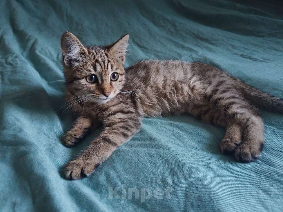 Кошки в Иркутске: Котёнок ищет хозяина Мальчик, Бесплатно - фото 1