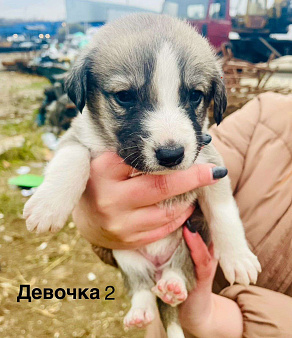 Объявление: Щенки в добрые руки , Бесплатно, Балашиха