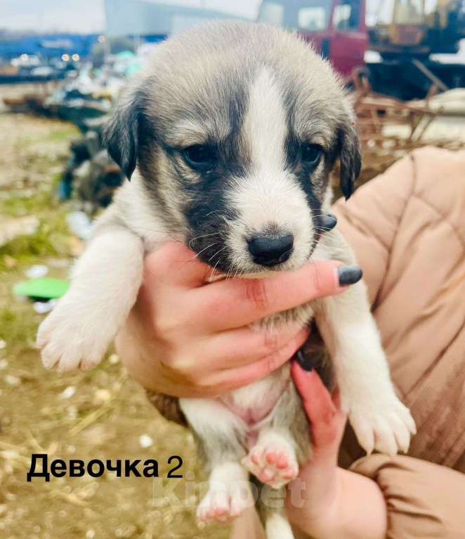 Собаки в Балашихе: Щенки в добрые руки  Девочка, Бесплатно - фото 1