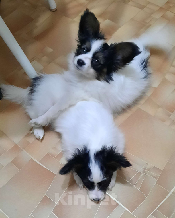 Собаки в Волгодонске: Бенджамин Мальчик, 50 000 руб. - фото 2