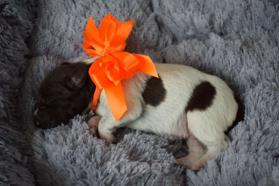 Собаки в Новосибирске: Щенок курцхаара Мальчик, 45 000 руб. - фото 1