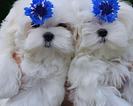 Собаки в Новороссийске: Шикарные щенки мальтийской болонки (мальтезе) Девочка, 150 000 руб. - фото 1