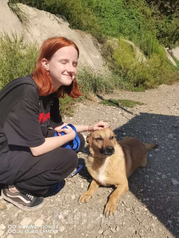 Собаки в других городах Краснодарского края: Гоча из приюта Поводог Сочи (отправим в любой город) Мальчик, Бесплатно - фото 6